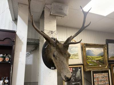 STAG HEAD