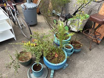 LOT OF PLANTERS