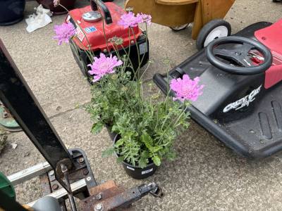 PAIR OF POTTED PLANTS