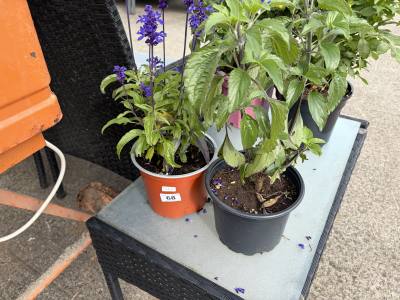 PAIR OF POTTED PLANTS