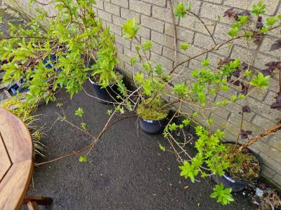 ESCALLONIA TREE 