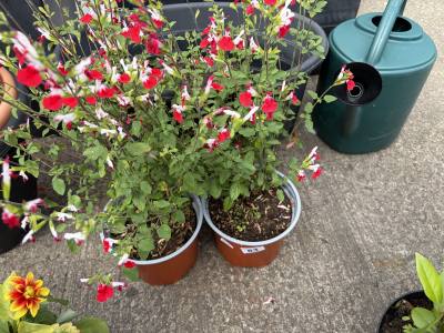 PAIR OF POTTED PLANTS