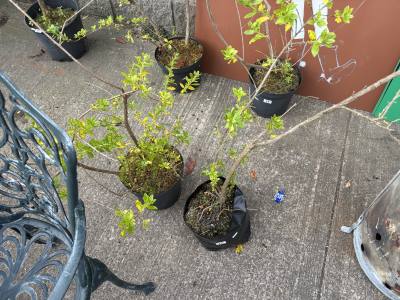 2 X ESCALLONIA TREES