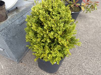 LARGE BOX TREE