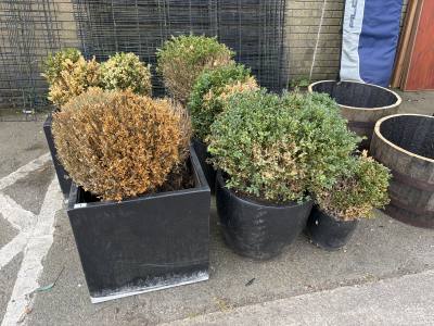 LOT OF STONE PLANTERS + TREES