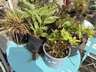6 X MIXED SHRUBS