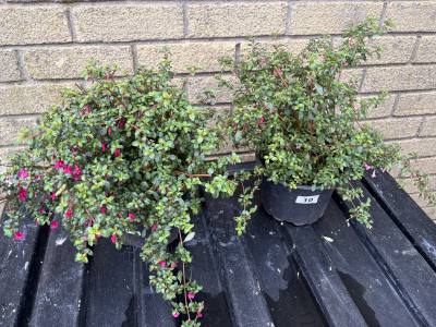 3 X POTTED PLANTS