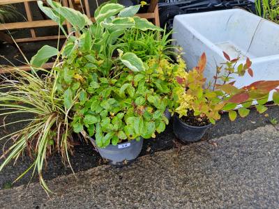 LOT OF MIXED SHRUBS