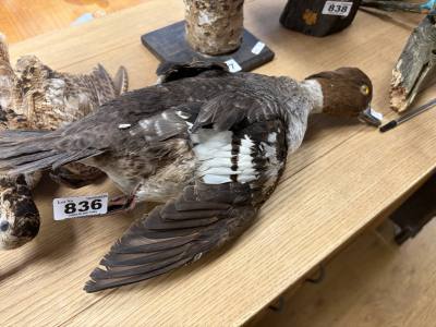 STUFFED GOLDEN EYE BIRD