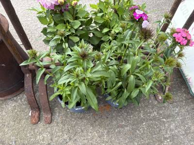 PAIR OF PLANTS